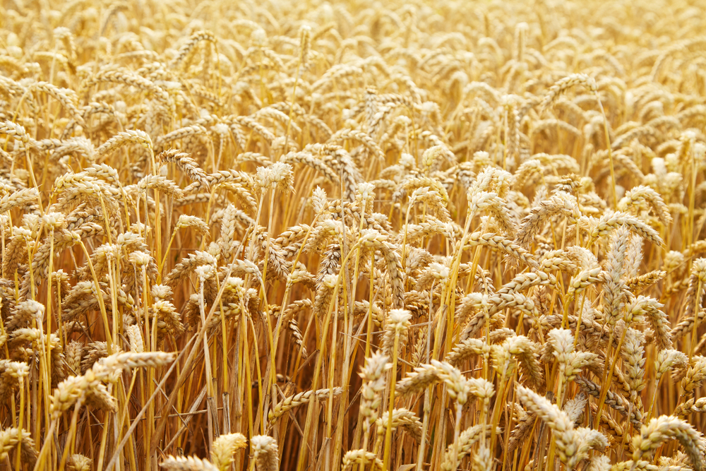New Wheat Genome Sequence Could Unlock Hardier Crops