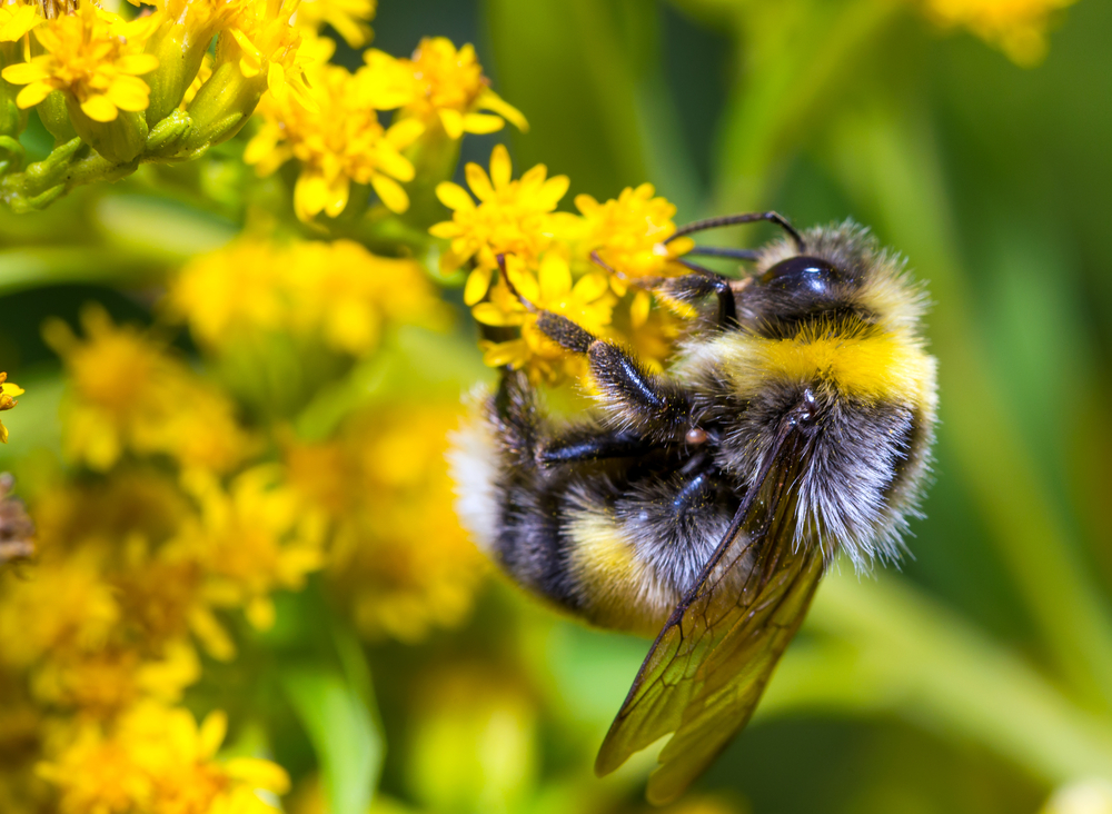 Bees Get Buzzed on Pesticides, Keep Coming Back for More