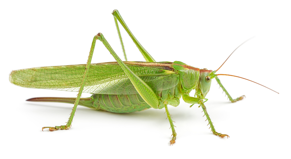 How Grasshoppers Hopped Around The World