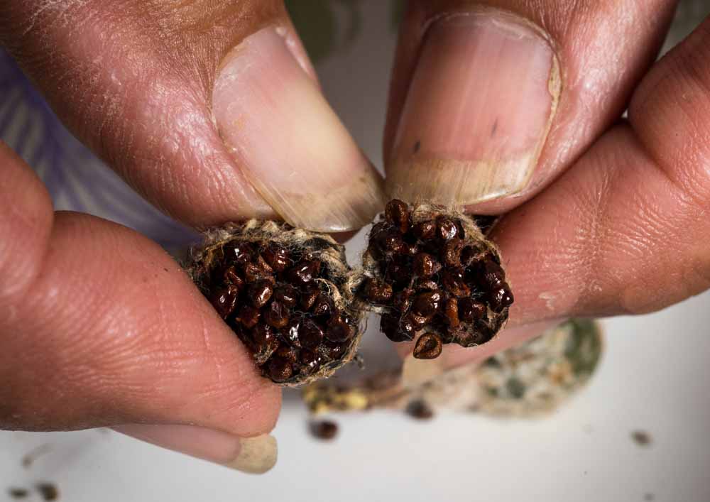 The star cactus seed pods are packed with seeds, which Benito Treviño collects, counts, and germinates to produce seedlings that he will tend inhis nursery until they are large enough to transplant in an appropriate spot at Rancho Lomitas. (Credit: James Roper)