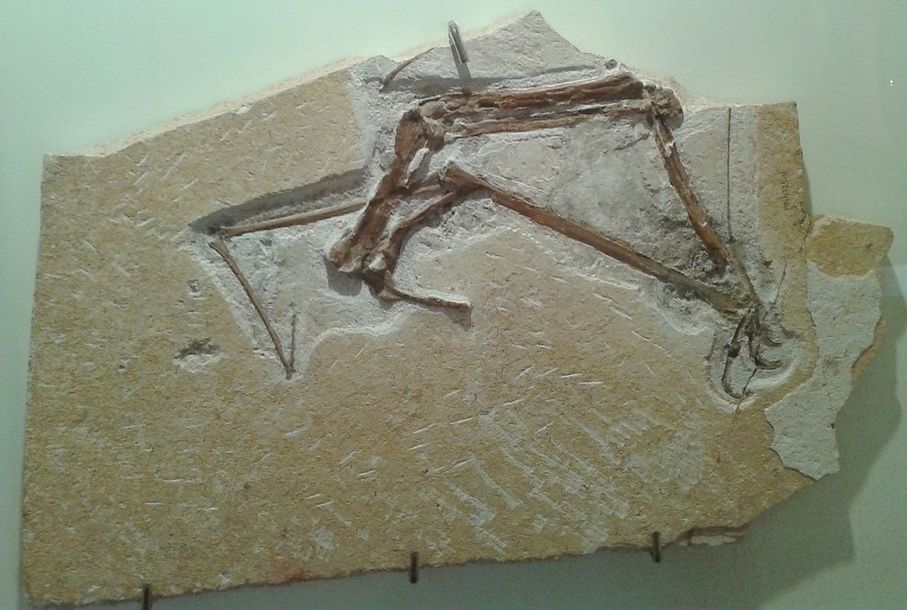 The Museu Nacional's many treasures included well-preserved pterosaur fossils. Curators are still assessing damage but it is likely much of the collections have been lost. (Credit: Wikimedia Commons/Dornicke)