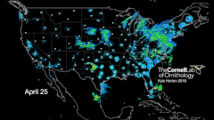 Radar doesn't just measure precipitation (yellows and reds), it also reveals migratory birds taking flight (circles of blues and greens). (Credit: Kyle G. Horton) 