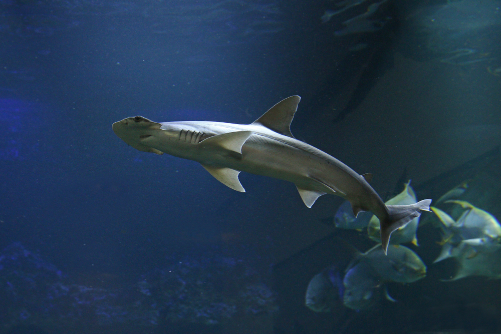 These First-Known Omnivore Sharks Eat Seagrass