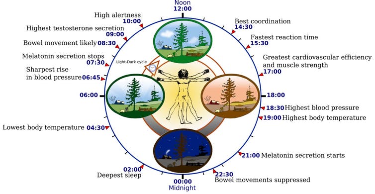 The circadian rhythm orchestrates many biological processes, including digestion, immune function and blood pressure, all of which rise and fall at specific times of day. Misregulation of the circadian rhythm can have adverse effects on metabolism, cognitive function and cardiovascular health. (Credsit: Yassine Mrabet, CC BY-SA)