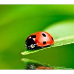 lost-ladybug-project-scista