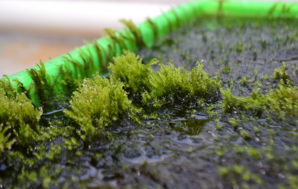 Moss filters arsenic from water