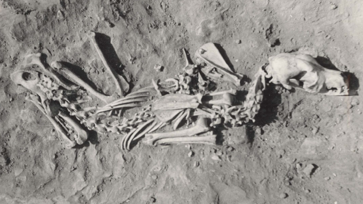 Ancient Pets Got Proper Burials