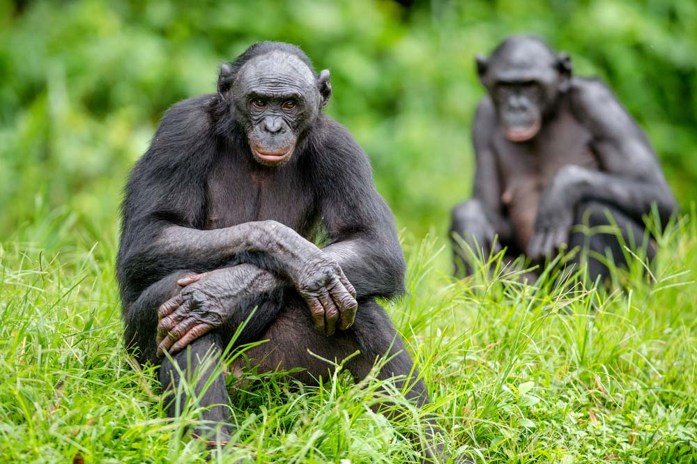 Humans Share Better Than Other Primates, Shedding Light on Our Evolution