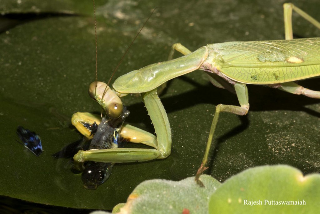 For the First Time, A Praying Mantis Has Been Caught Fishing
