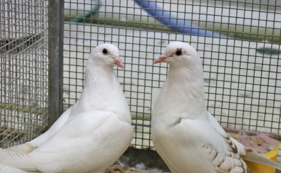 Inching Toward De-Extinction: Can CRISPR Resurrect Passenger Pigeons?