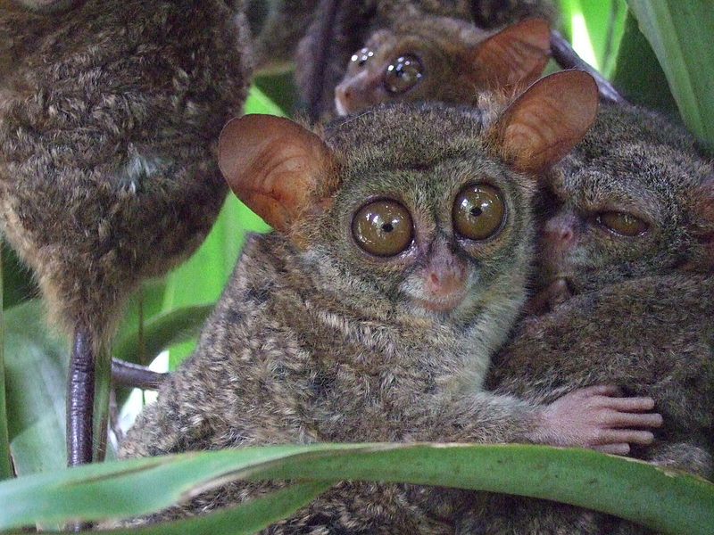Southeast Asia's tarsiers are primates that retain many early mammalian traits, including acute hearing and a generally noturnal lifestyle. But mostly I'm including this image because they are adorable, especially the one having not quite a good day at right.(Credit: Sakurai Midori/Wikimedia Commons)