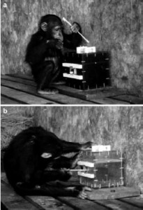Chimpanzees skip unnecessary steps to get a treat, whereas human children will repeat every step adults showed them (Credit: