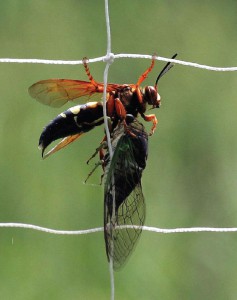 wasp