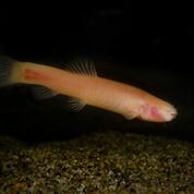 Blind Cavefish Provides Surprise Clue To Mammal Evolution