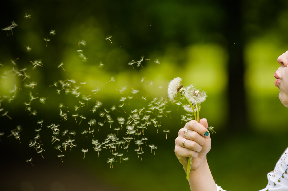 Why Dandelion Seeds Are So Good At Floating