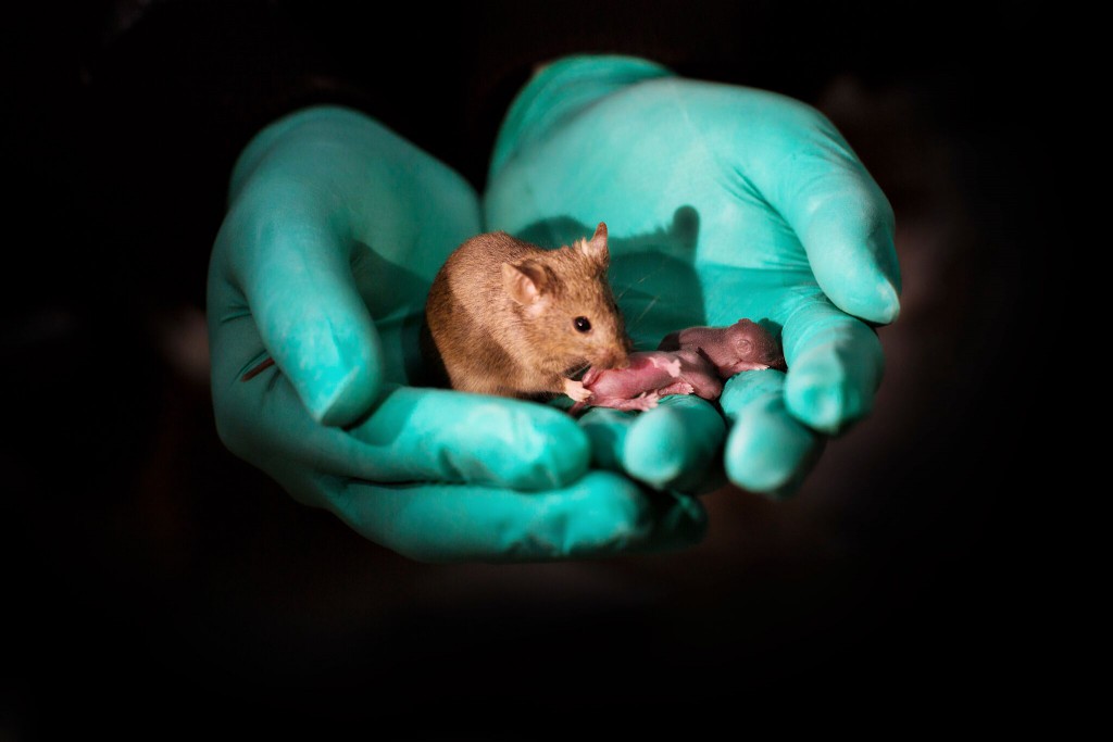 In A First, Healthy Mice Born From Same-sex Parents