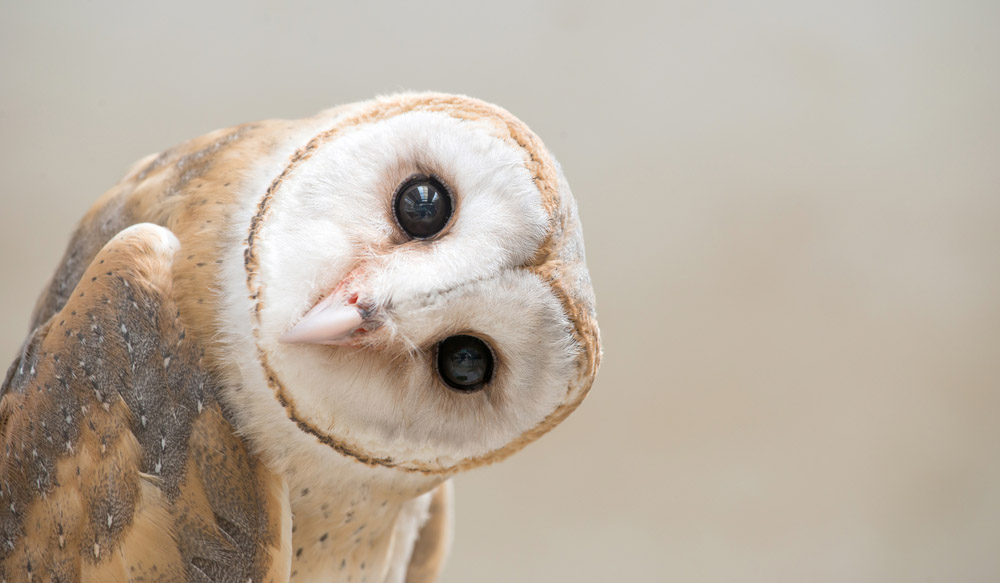 Barn Owls Help Scientists Unlock How The Brain Pays Attention