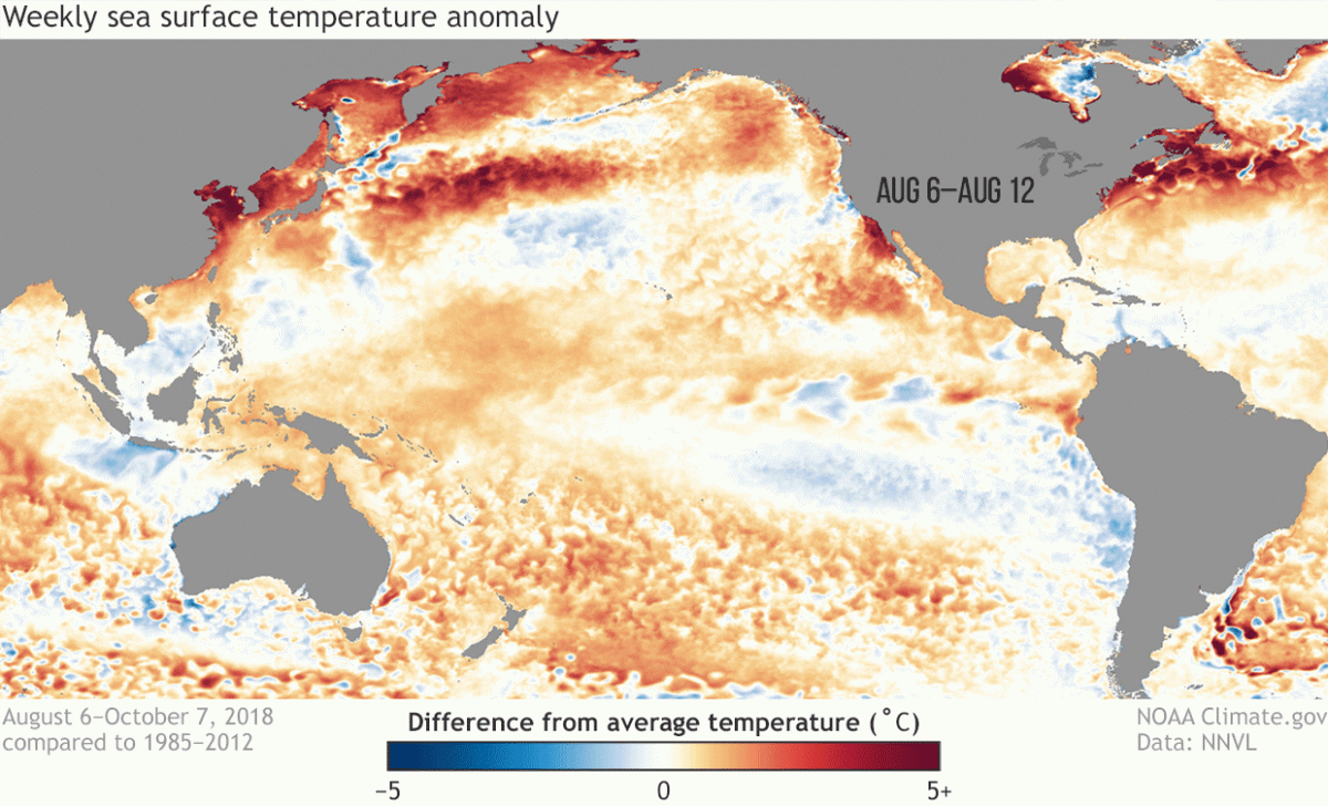 Visualization of Pacific ocean temperatures shows El Niño brewing, heralding possible winter weather impacts