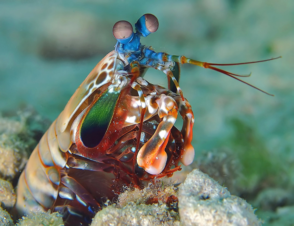 How Mantis Shrimp Punch So Hard