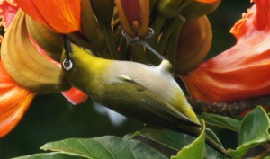 How Ecologists Are Using Music to Encourage Invasive Birds' Appetite for Endangered Plants