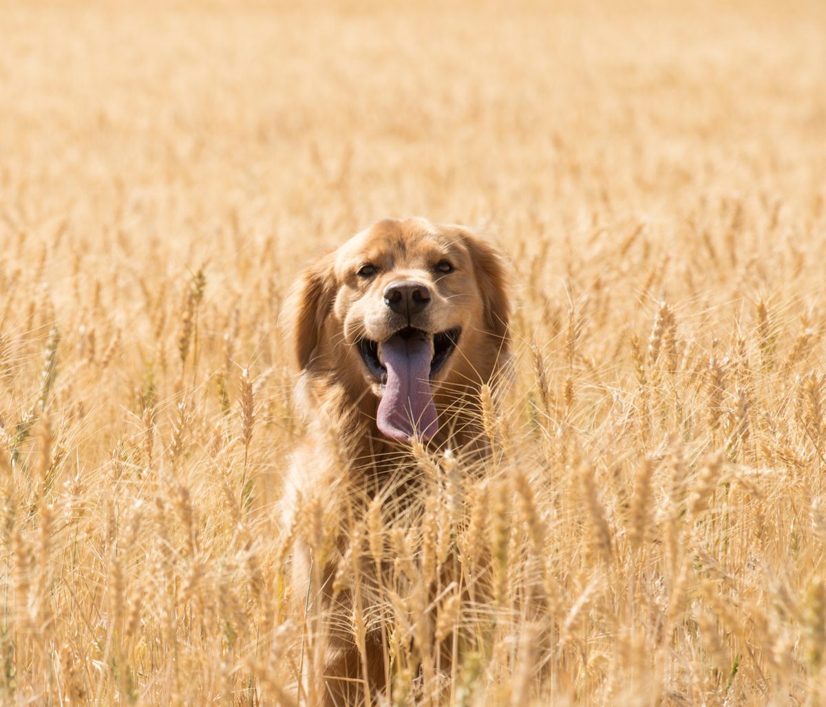 Dogs Accompanied the First Farmers to Europe