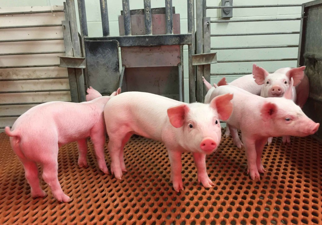 Scientists Use CRISPR To Protect Pigs Against Deadly Flu