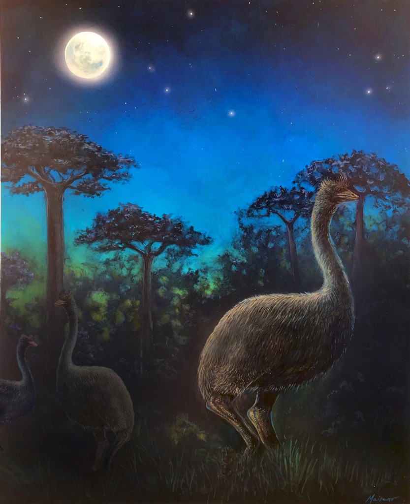 Elephant Birds, Biggest Ever, Were Creatures Of The Night