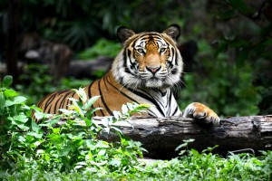 Genomic Study Confirms There's Six Tiger Subspecies Left