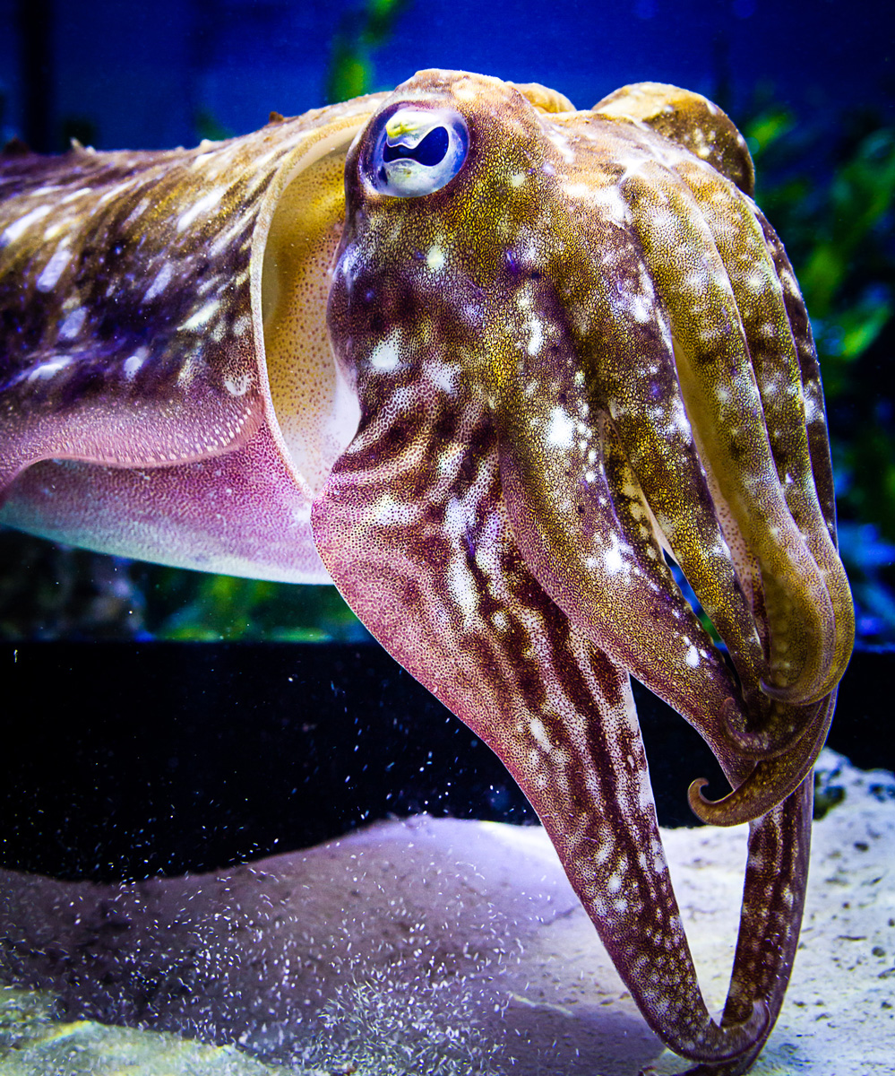 Reading a Cuttlefish's Mind — On Its Skin