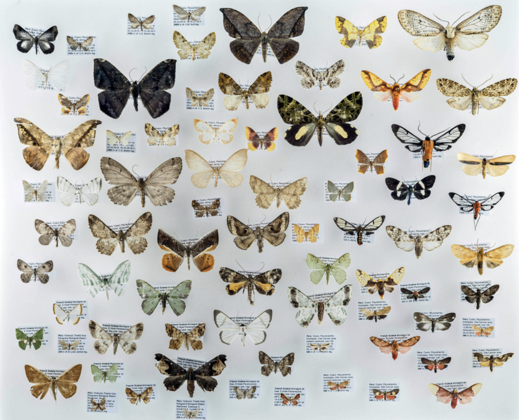 Moths Are Bigger at Higher Elevations, Surprising Scientists