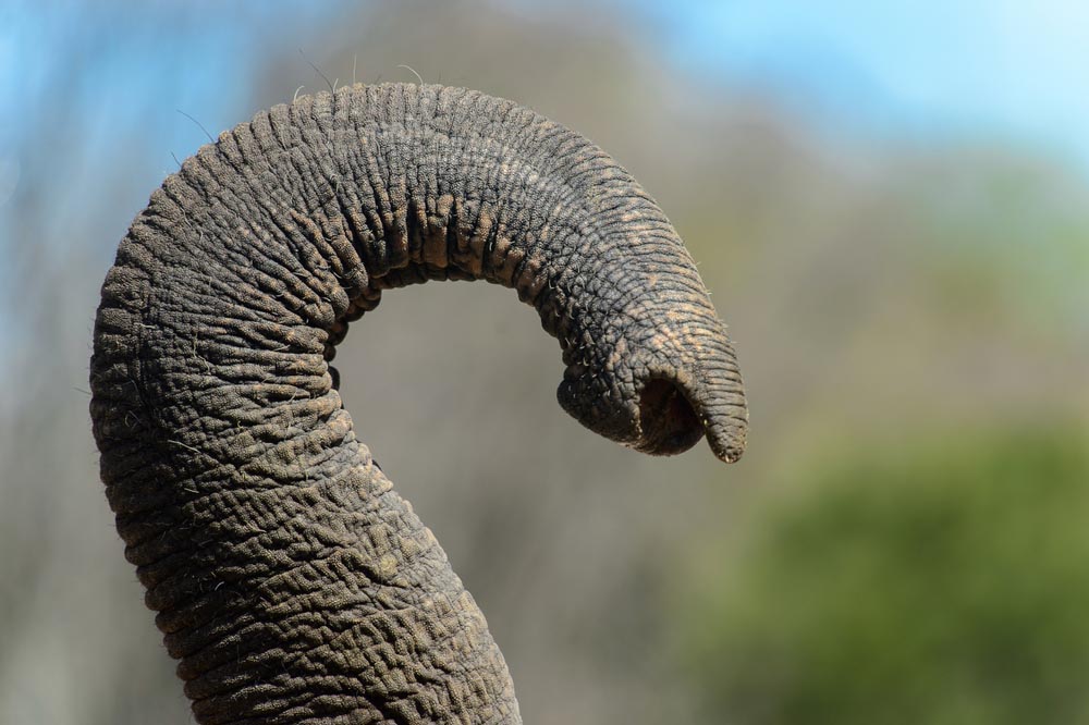 How do Elephants Eat With Their Trunks?