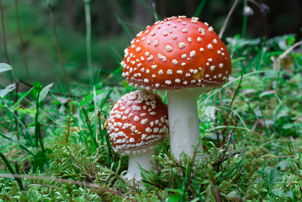 Beyond Psilocybin: Mushrooms Have Lots of Cool Compounds Scientists Should Study