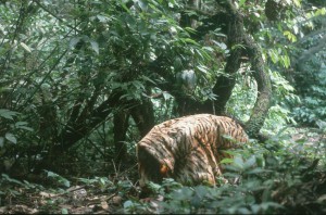 Tiger model in forest to scare orangutans