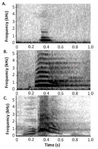 The acoustics of chimpanzee alarm calls are less distinct. From top: soft huu, alarm huu, and waa bark (credit: