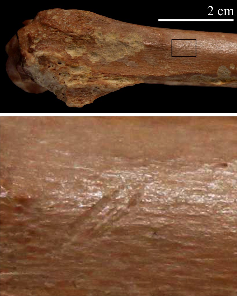 A small bovid radius with stone tool cutmarks excavated from Ain Boucherit. Please note that the image at the bottom shows a close-up view of the cutmarks. [Credit: I. Caceres