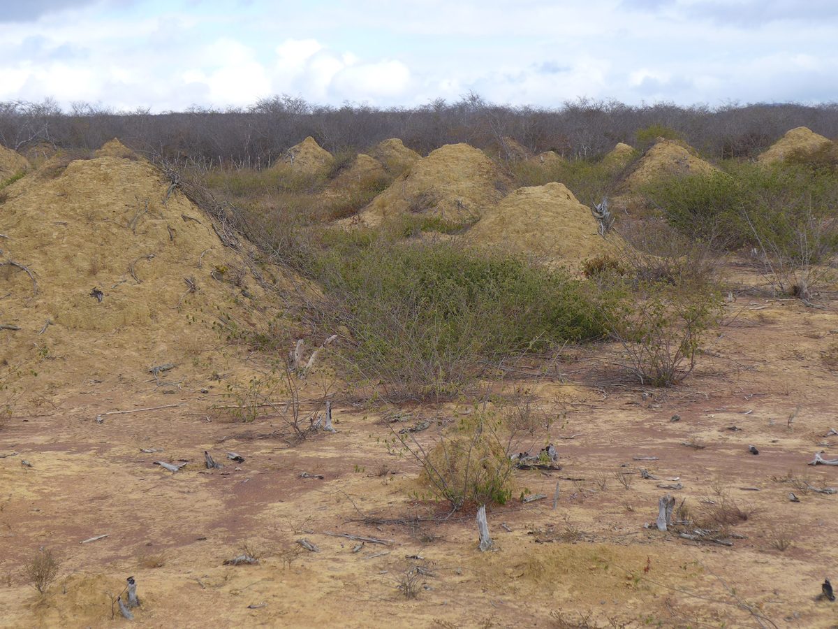 These Termite Mounds Are 4,000 Years Old — And Still In Use