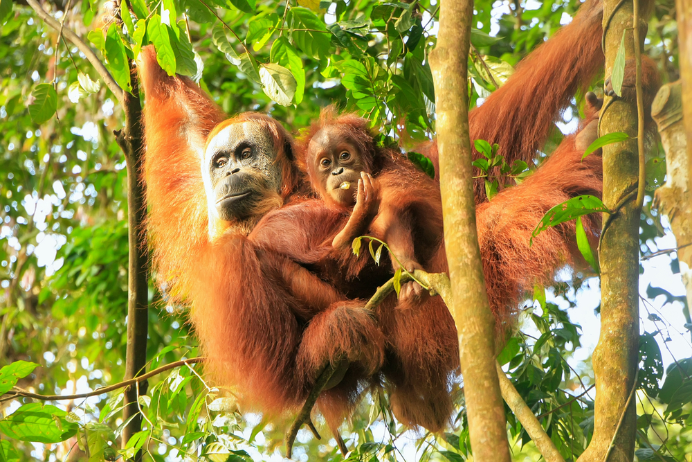 Orangutans Delay Their Calls — It's A Sign They're Smarter Than We Thought