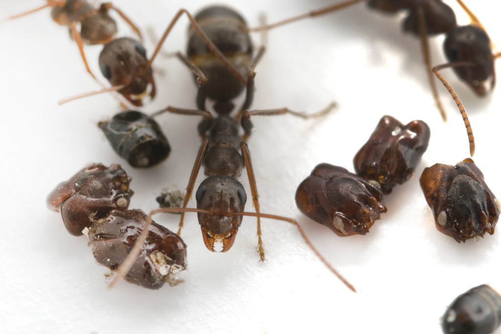 They're Ants That Collect Skulls. Now We Know How And Why