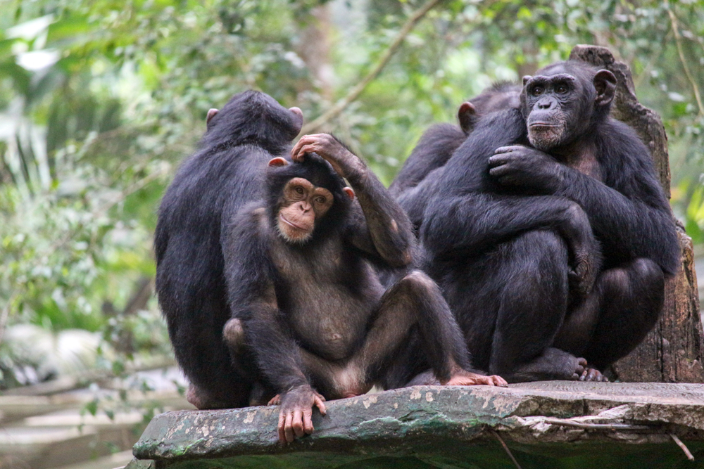 What Studying Primate Communication Tells Us About Our Own Language Abilities