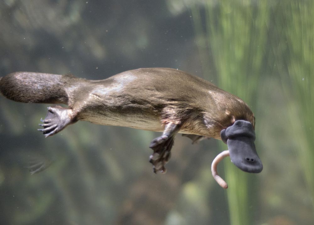 Flushed Pharmaceuticals Are Likely Drugging Stream Dwellers Like The Platypus