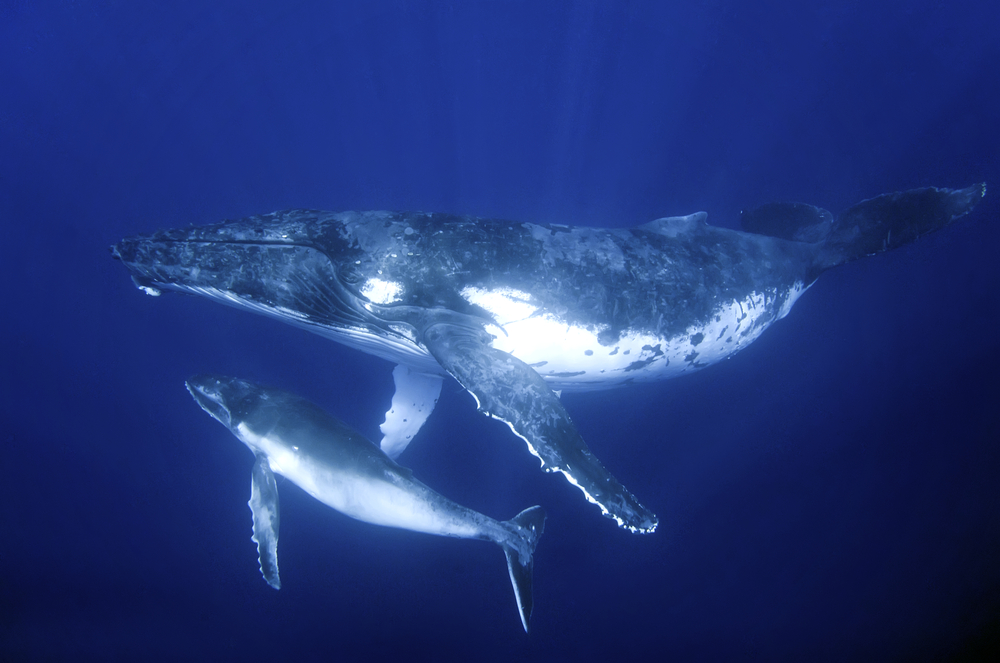 Humpback Whales Go Through A 'Cultural Revolution' Every Few Years