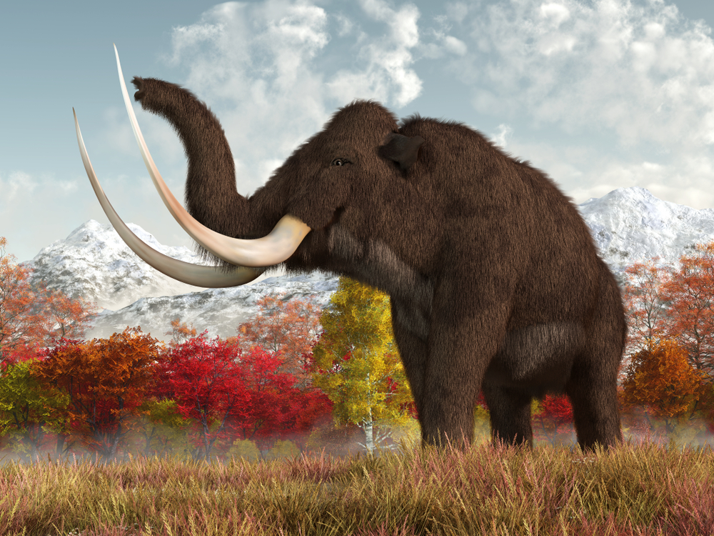If Mammoth Tusks Could Talk