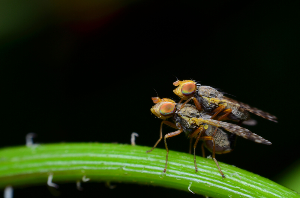 It's Not Just You: Fruit Flies Also Base Their Dating Habits Off Of Their Peers