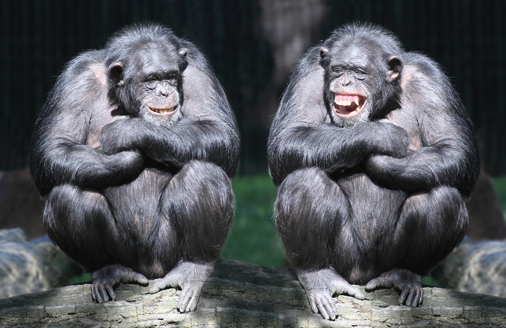 How Language Allows Scientists to Get Inside the Head of a Chimpanzee