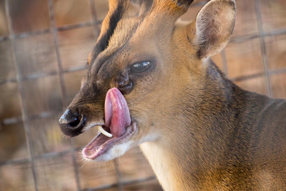 Why 'Vampire Deer' Have Fangs, While Other Hoofed Mammals Have Horns