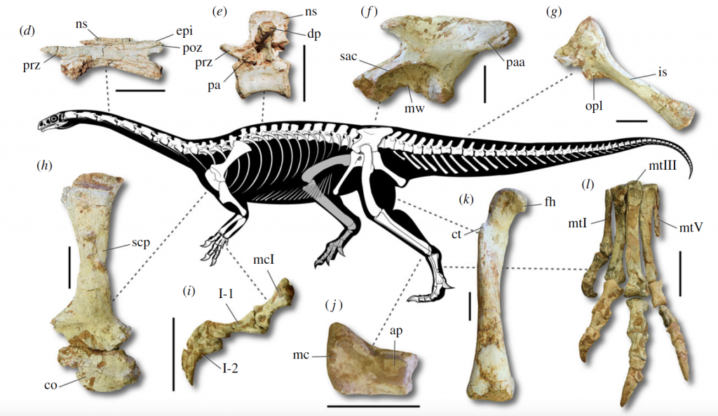 Oldest Long-Necked Dinosaur Found in Brazil