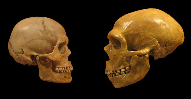 The Ongoing Debate Over Neanderthal Language