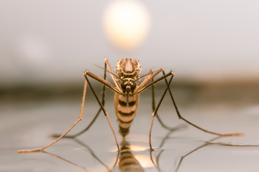 To the World’s Horror, Researchers Have Finally Figured Out The Best Way to Mail Mosquitoes