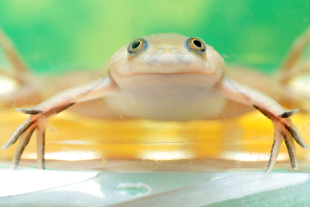 Scientists Got Adult Frogs to Regrow Limbs. It's a Step Toward Human 'Regeneration'