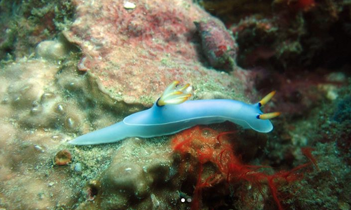 These 17 New Sea Slugs Show Life Really is Better Under the Sea